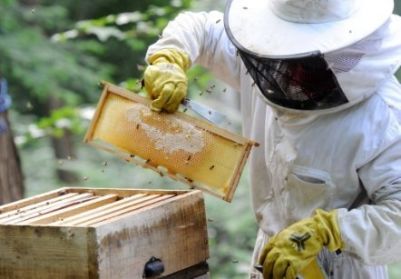 Beekeeping