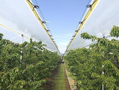 Protezioni agricole per campi da frutto