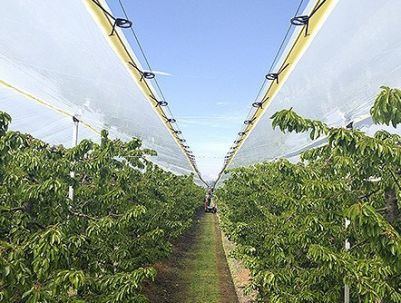 Protección para campos frutícolas