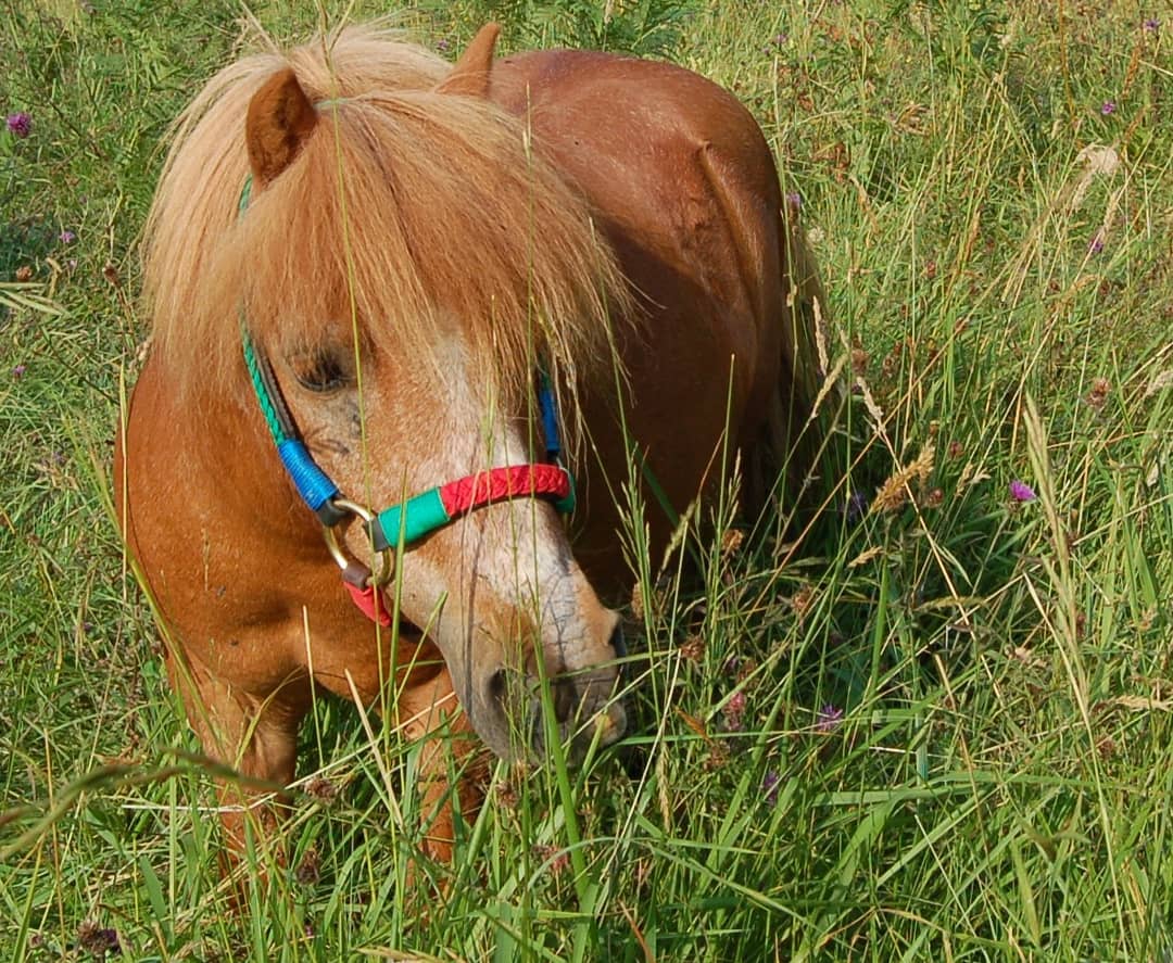 Nuestros cordones para collares y correas, cabezada y ramal para caballos